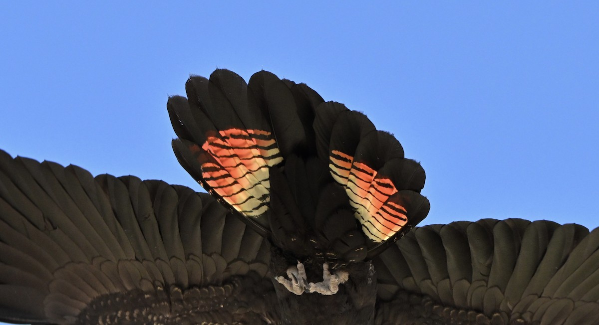 Red-tailed Black-Cockatoo - ML642373864