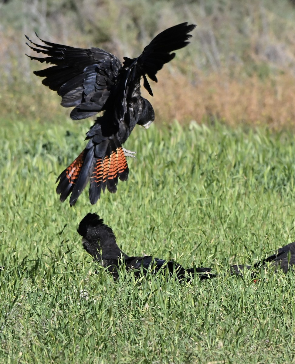 Red-tailed Black-Cockatoo - ML642373866