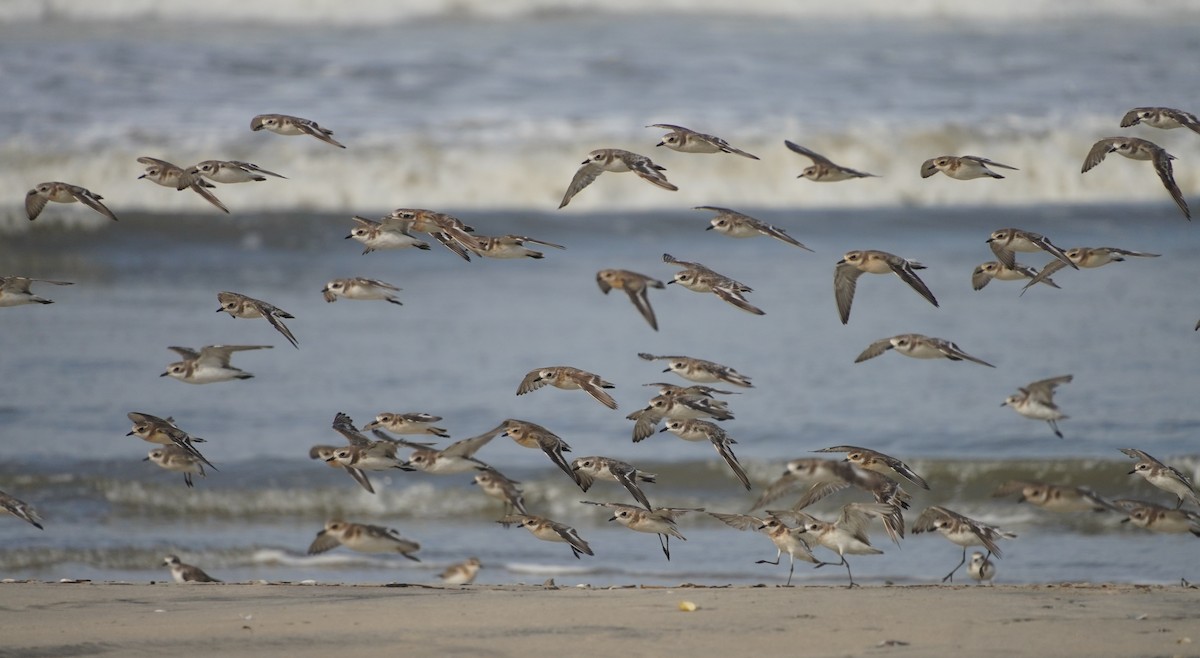 Tibetan Sand-Plover - ML642373876
