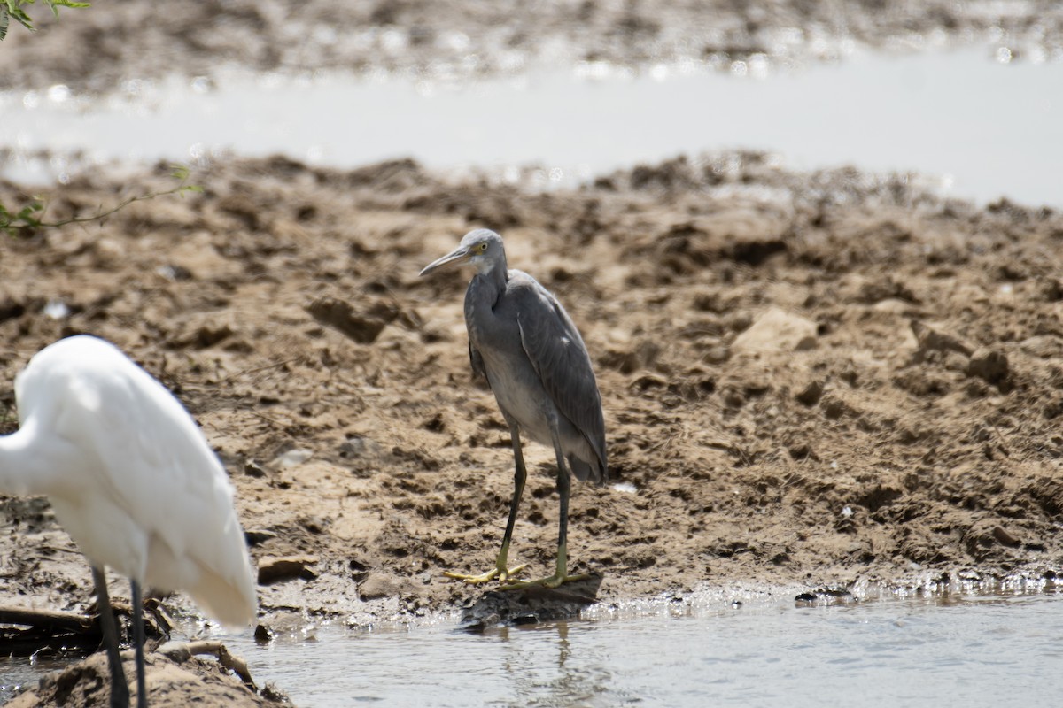 Western Reef-Heron - ML642373878