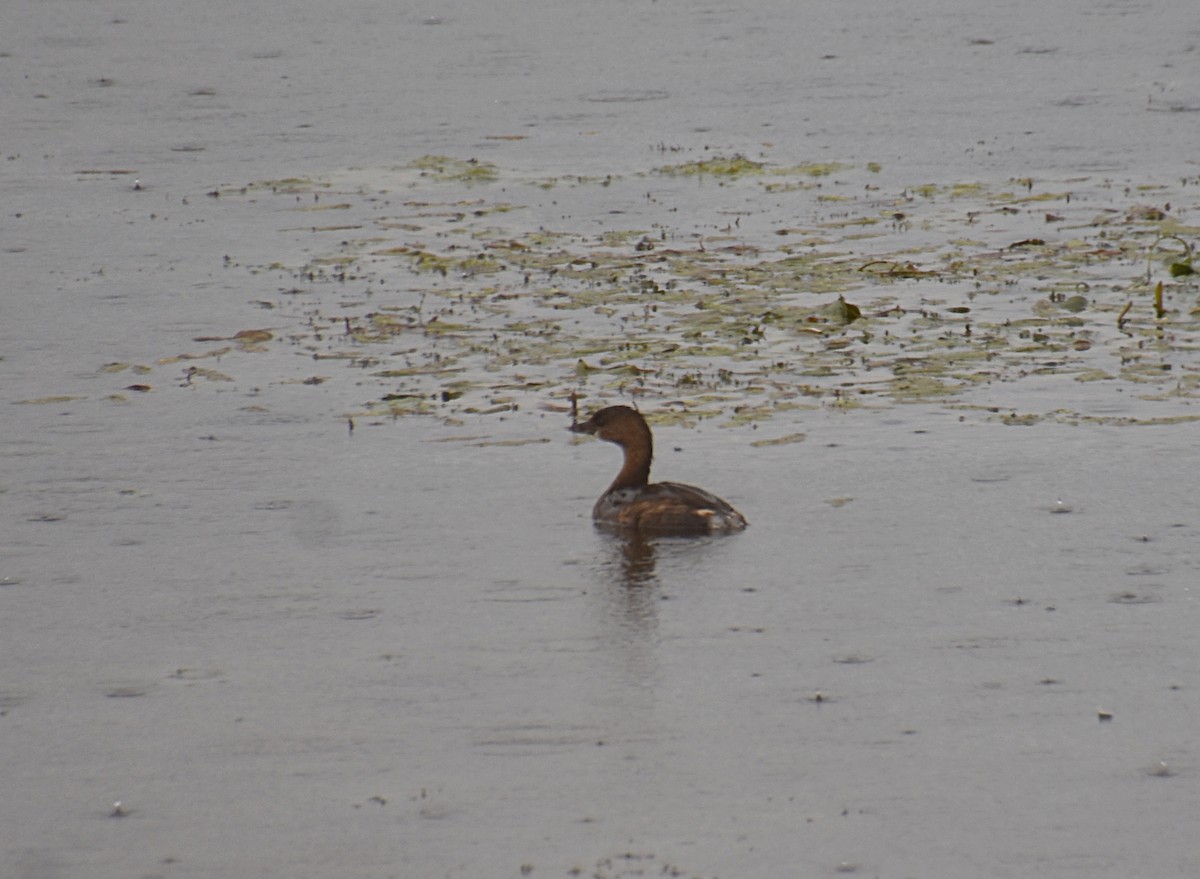 Pied-billed Grebe - ML642373879