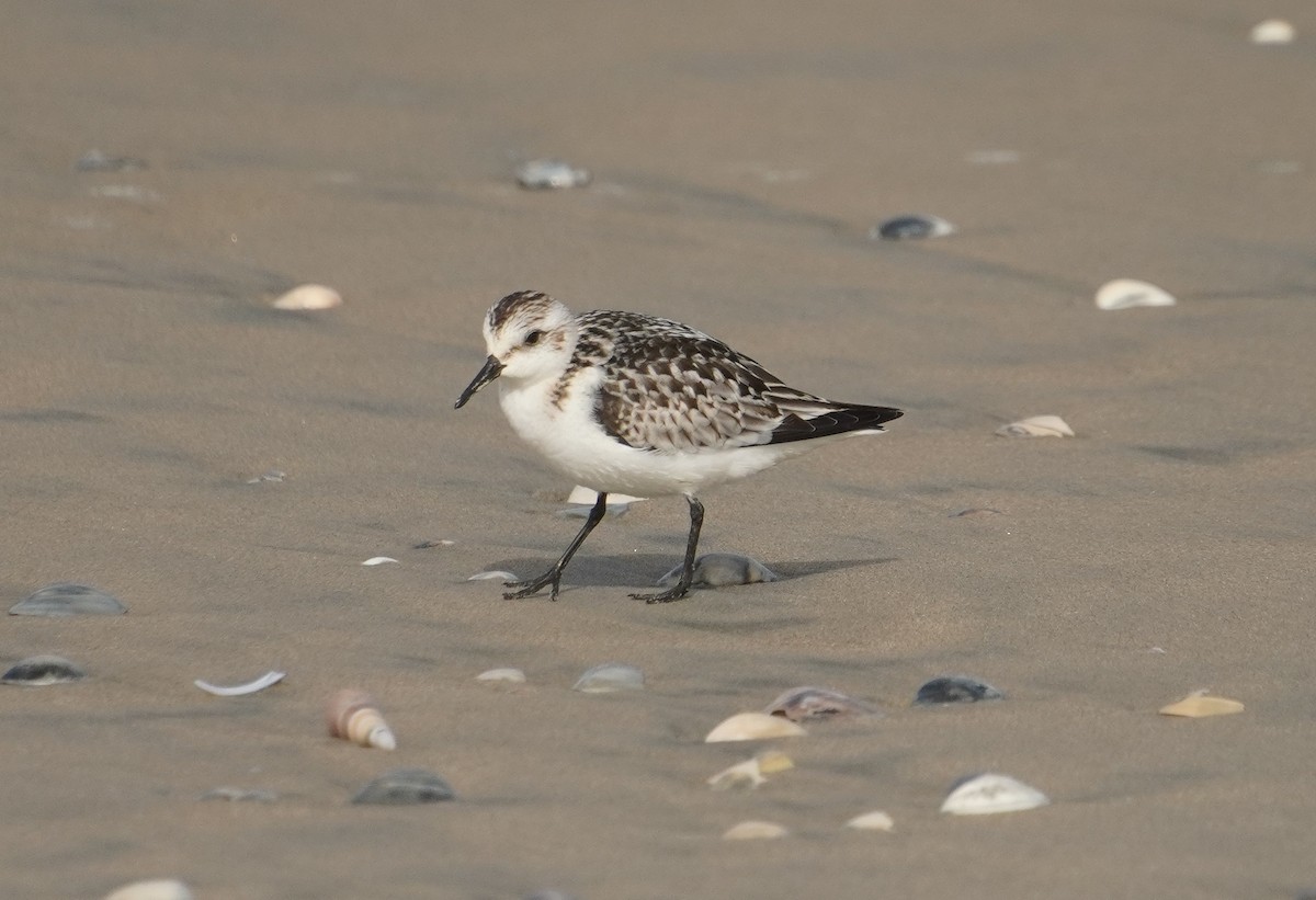 Sanderling - ML642373881
