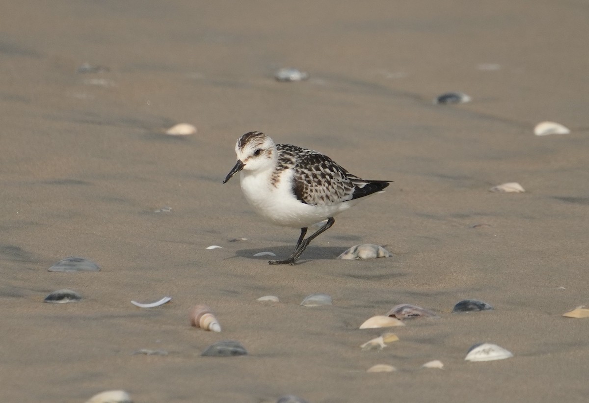 Sanderling - ML642373882