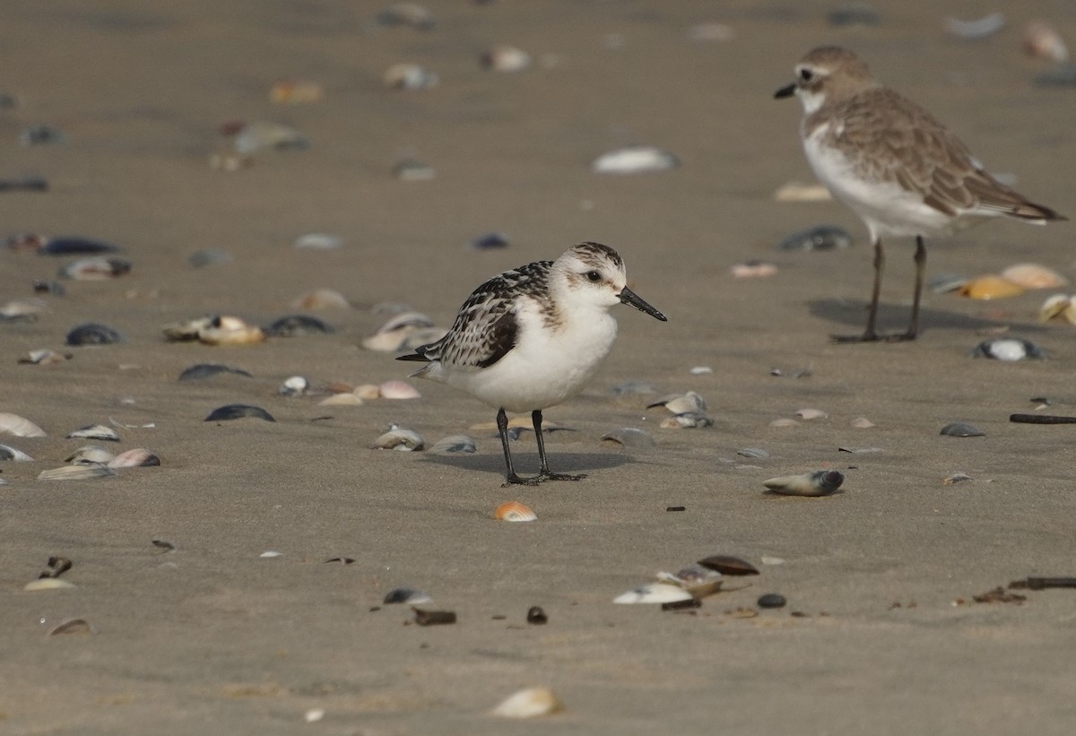 Sanderling - ML642373883