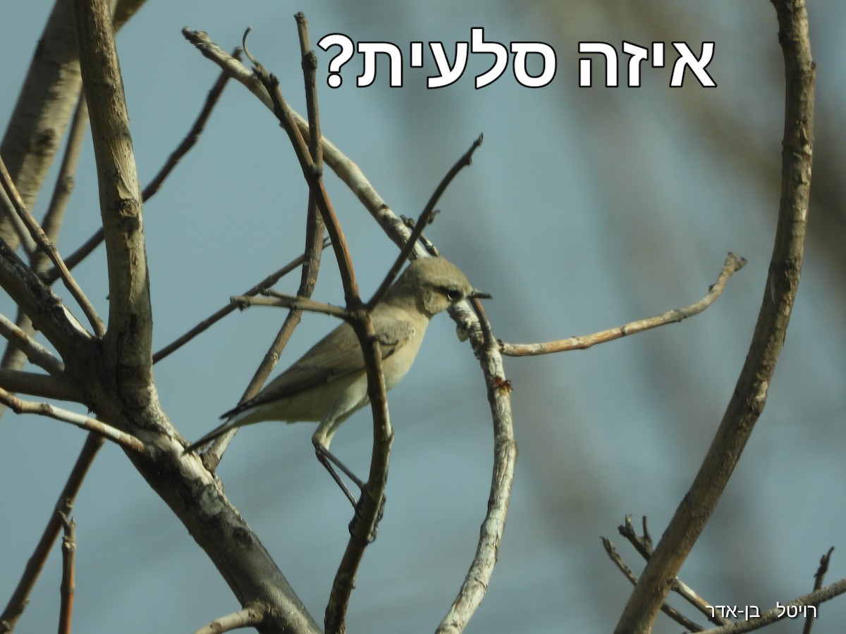 Isabelline Wheatear - ML642373884
