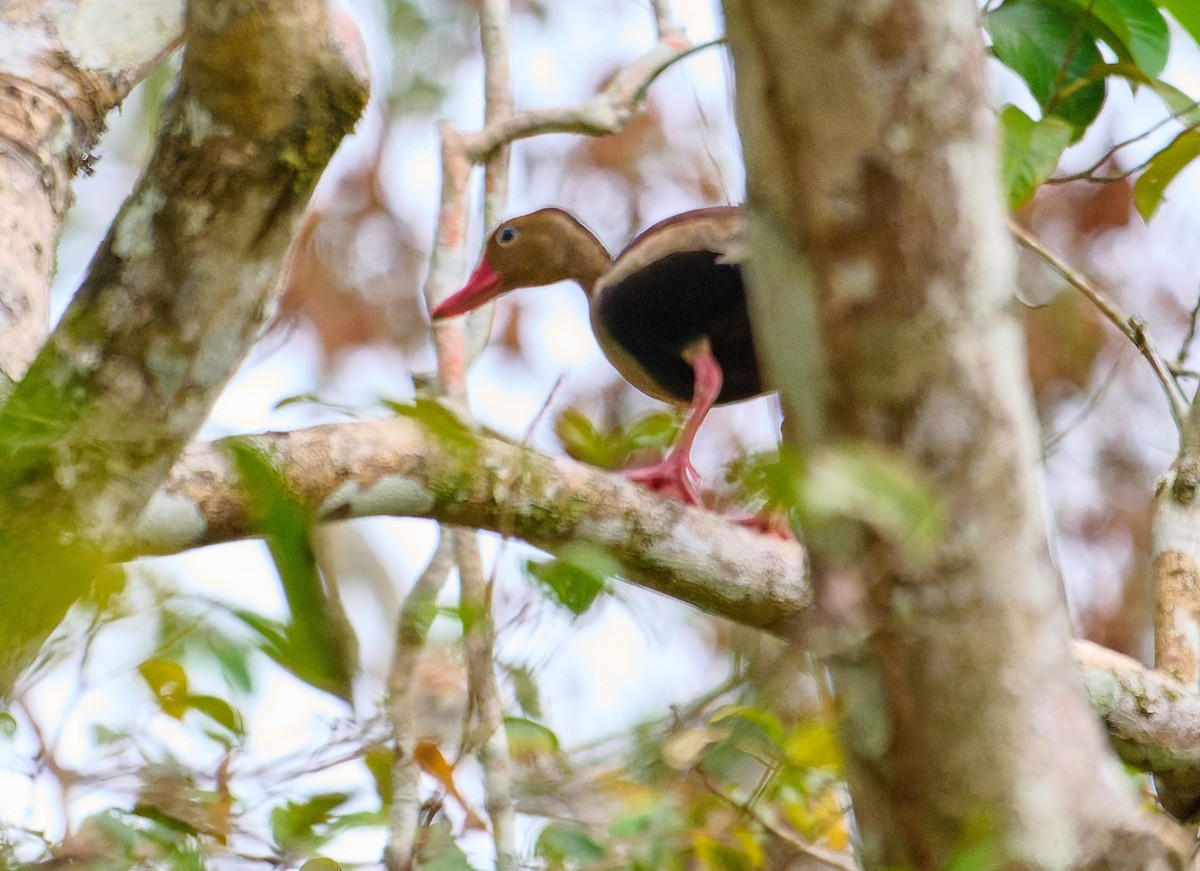 Black-bellied Whistling-Duck - ML642373885