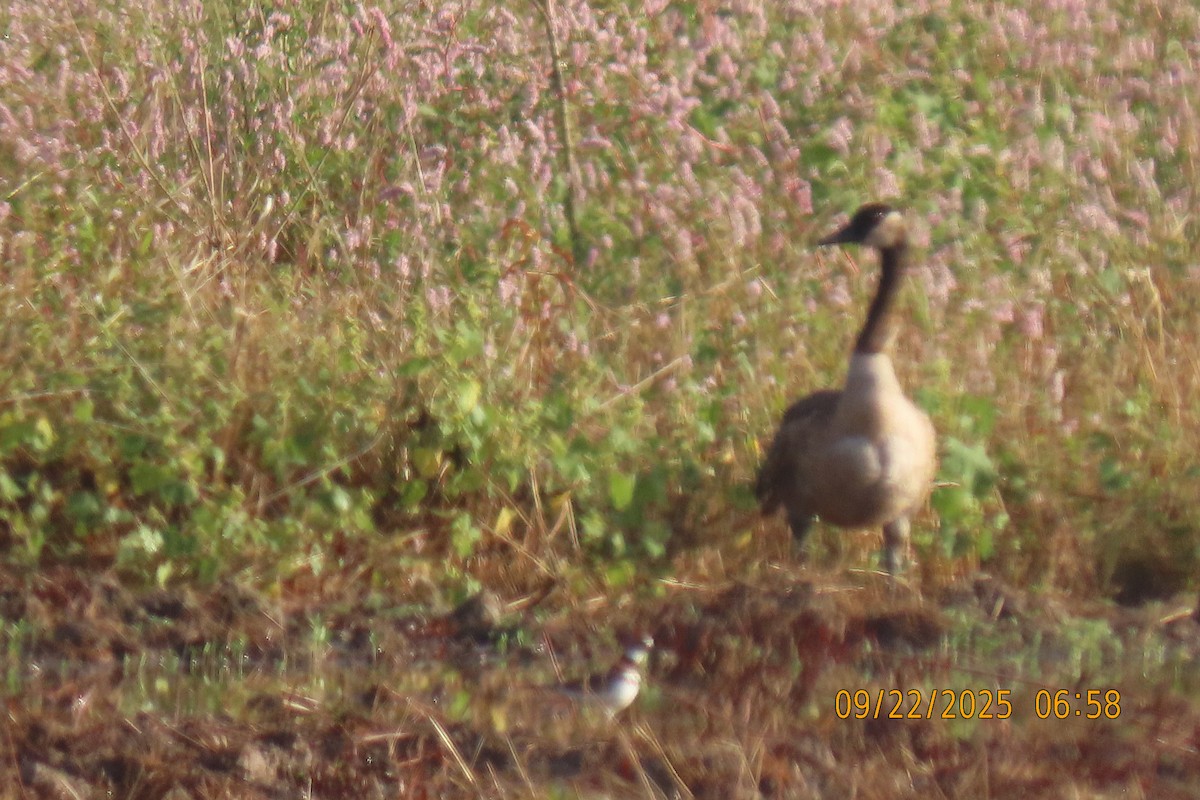 Canada Goose - ML642373887