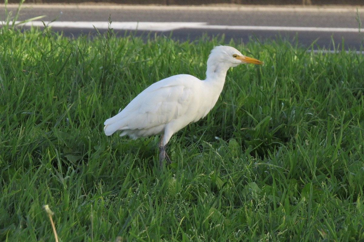 Western Cattle-Egret - ML642373888