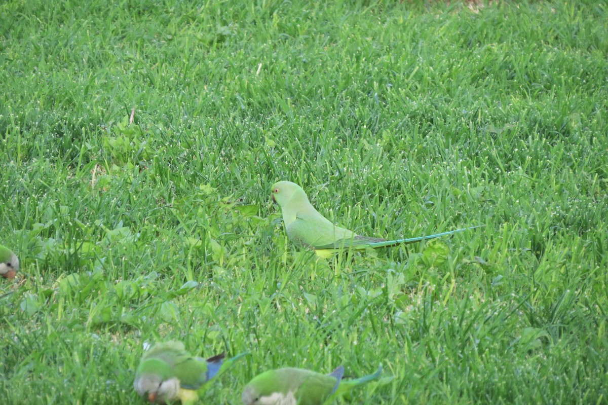Rose-ringed Parakeet - ML642373889
