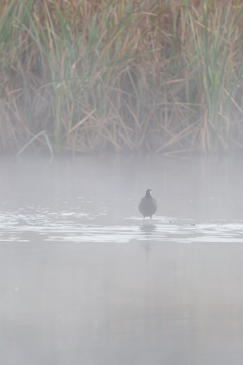 Eurasian Coot - ML642373891