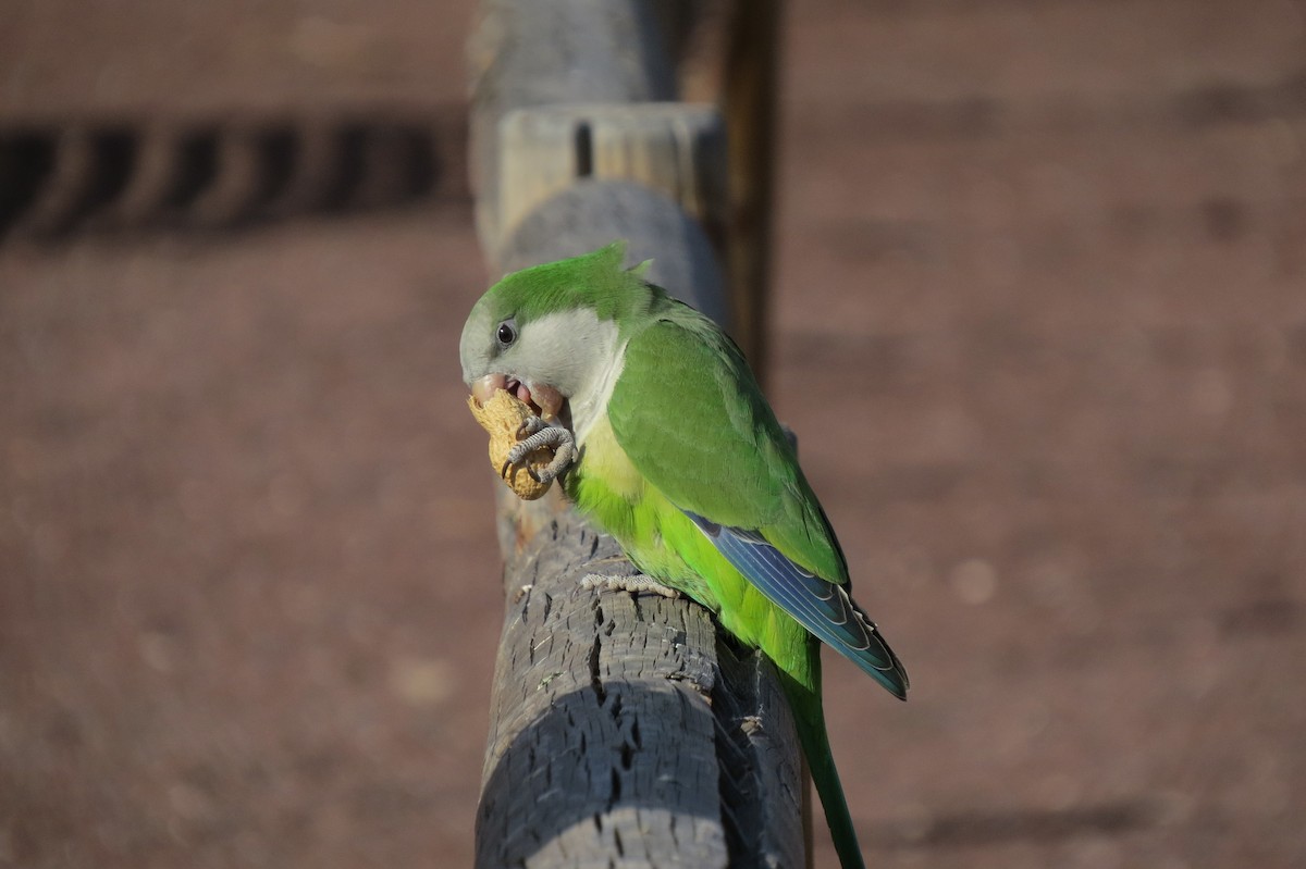 Monk Parakeet - ML642373892