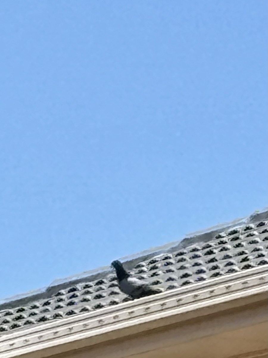Rock Pigeon (Feral Pigeon) - ML642373894