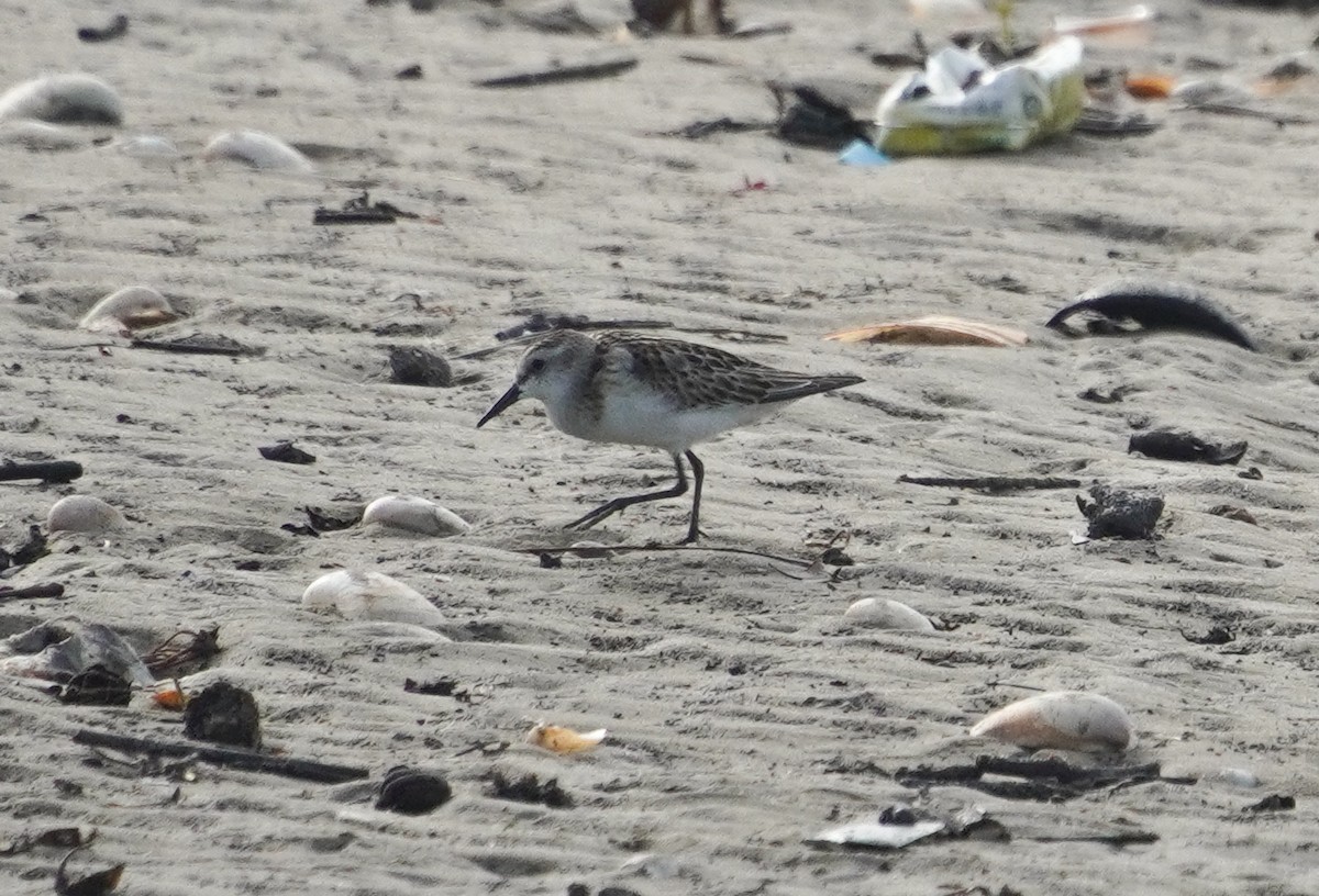 Little Stint - ML642373895