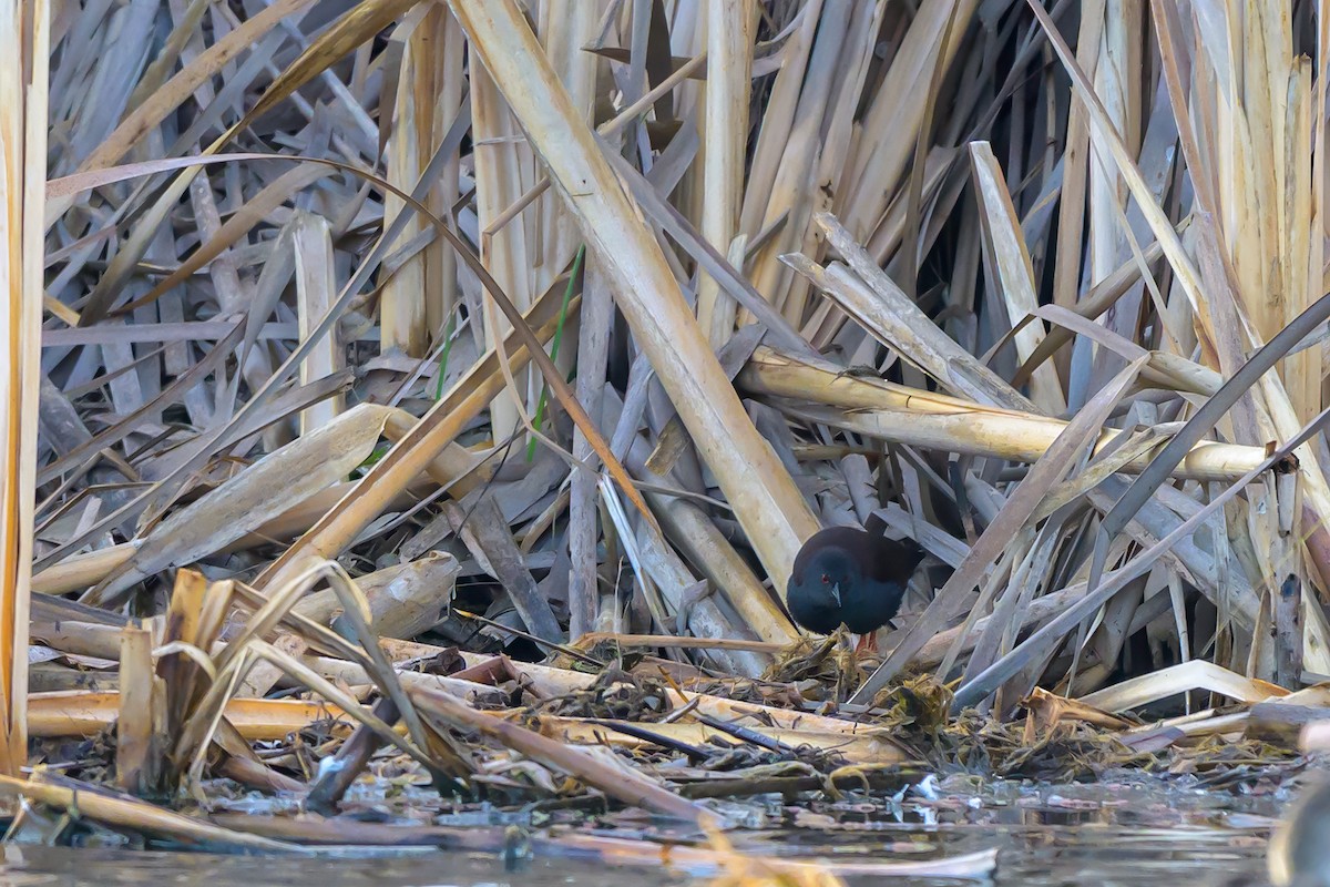 Spotless Crake - ML642373896