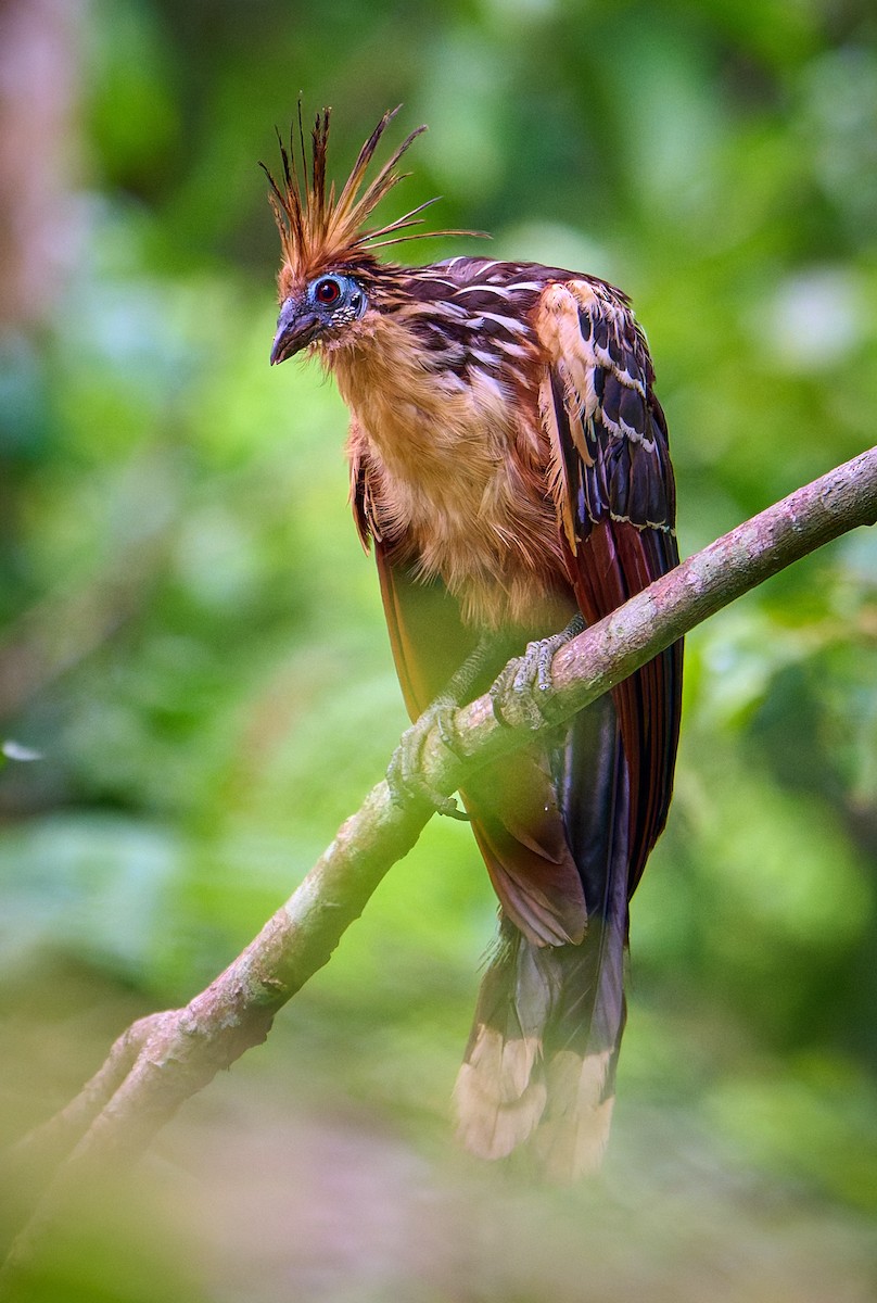 Hoatzin - ML642373900