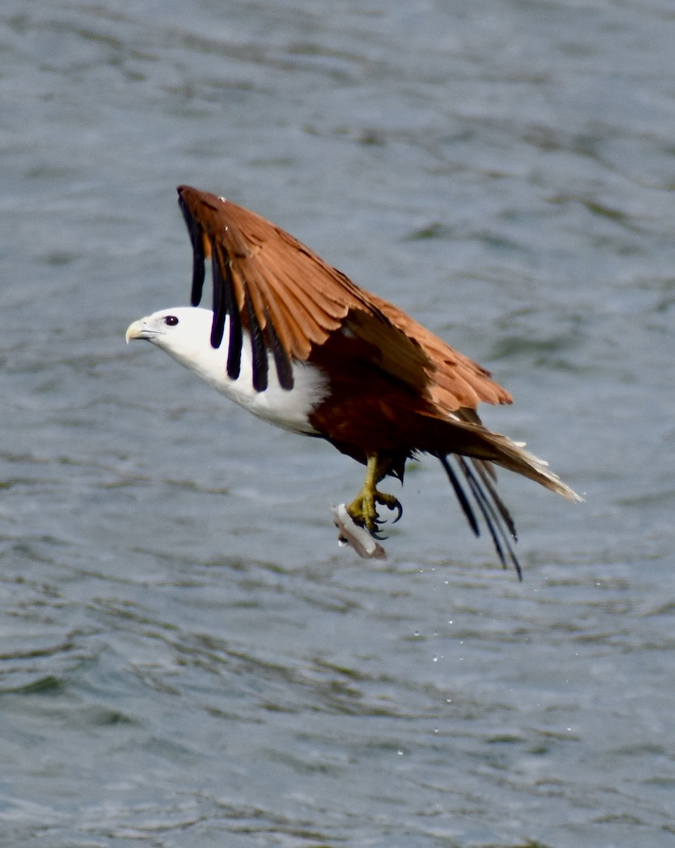 Brahminy Kite - ML642373902