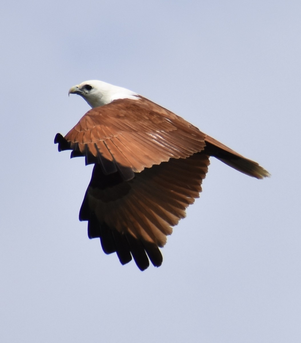 Brahminy Kite - ML642373903