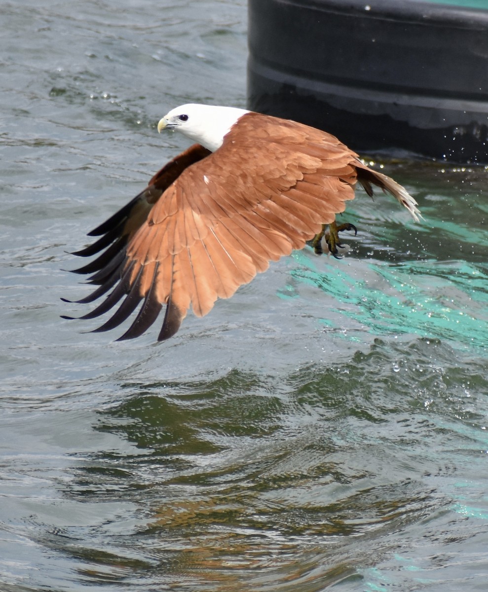 Brahminy Kite - ML642373905