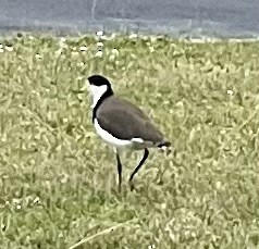 Masked Lapwing - ML642373906