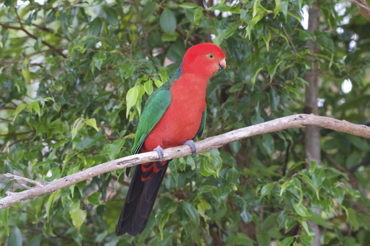 Australian King-Parrot - ML642373916