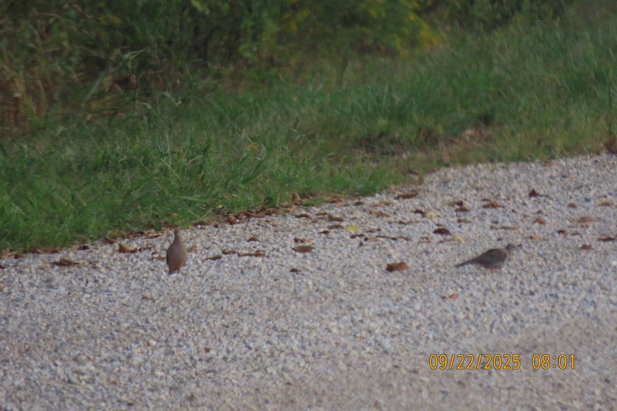 Mourning Dove - ML642373928