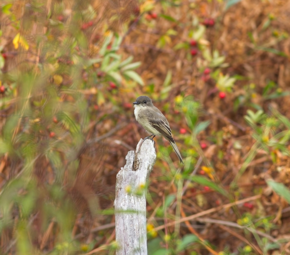 Eastern Phoebe - ML642373930