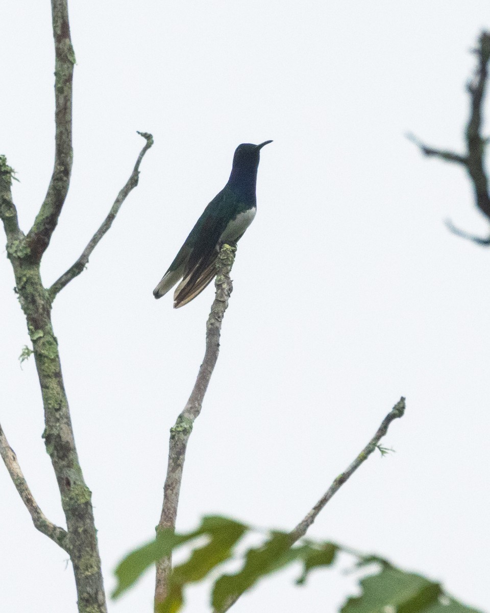 White-necked Jacobin - ML642373938