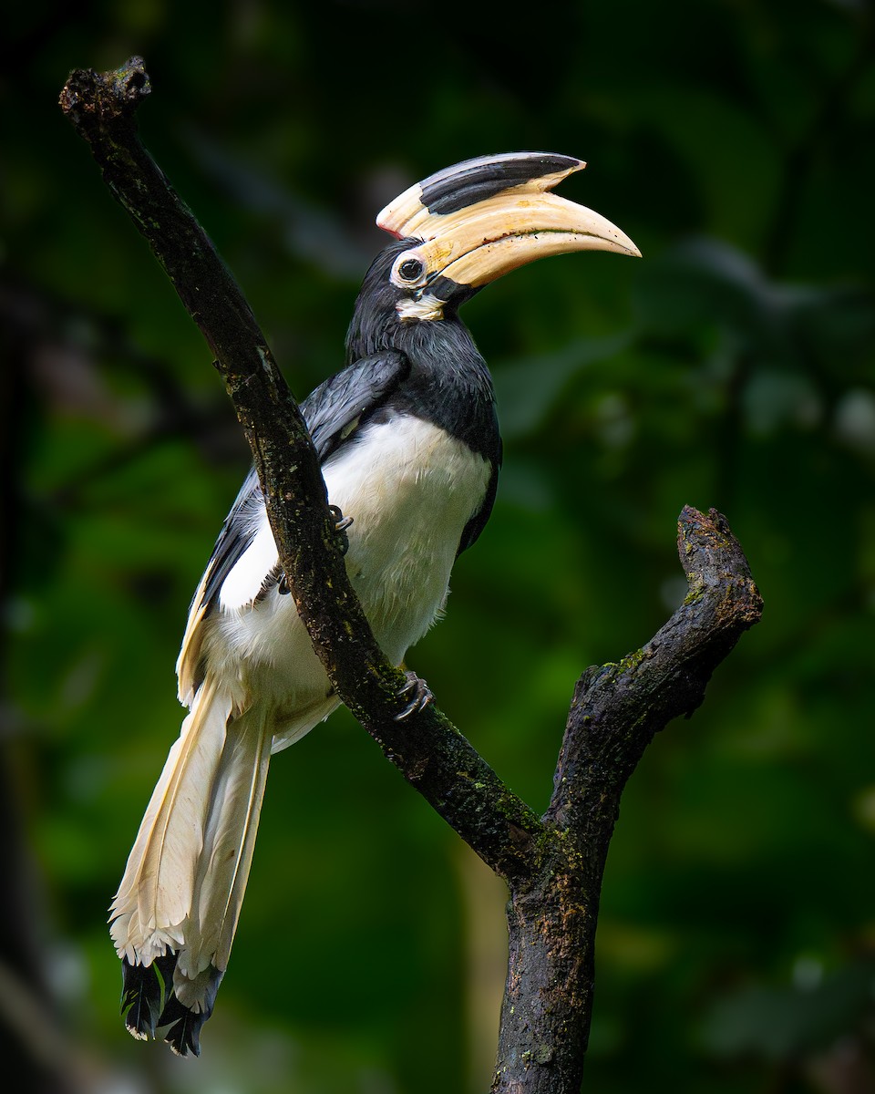 Malabar Pied-Hornbill - ML642373940