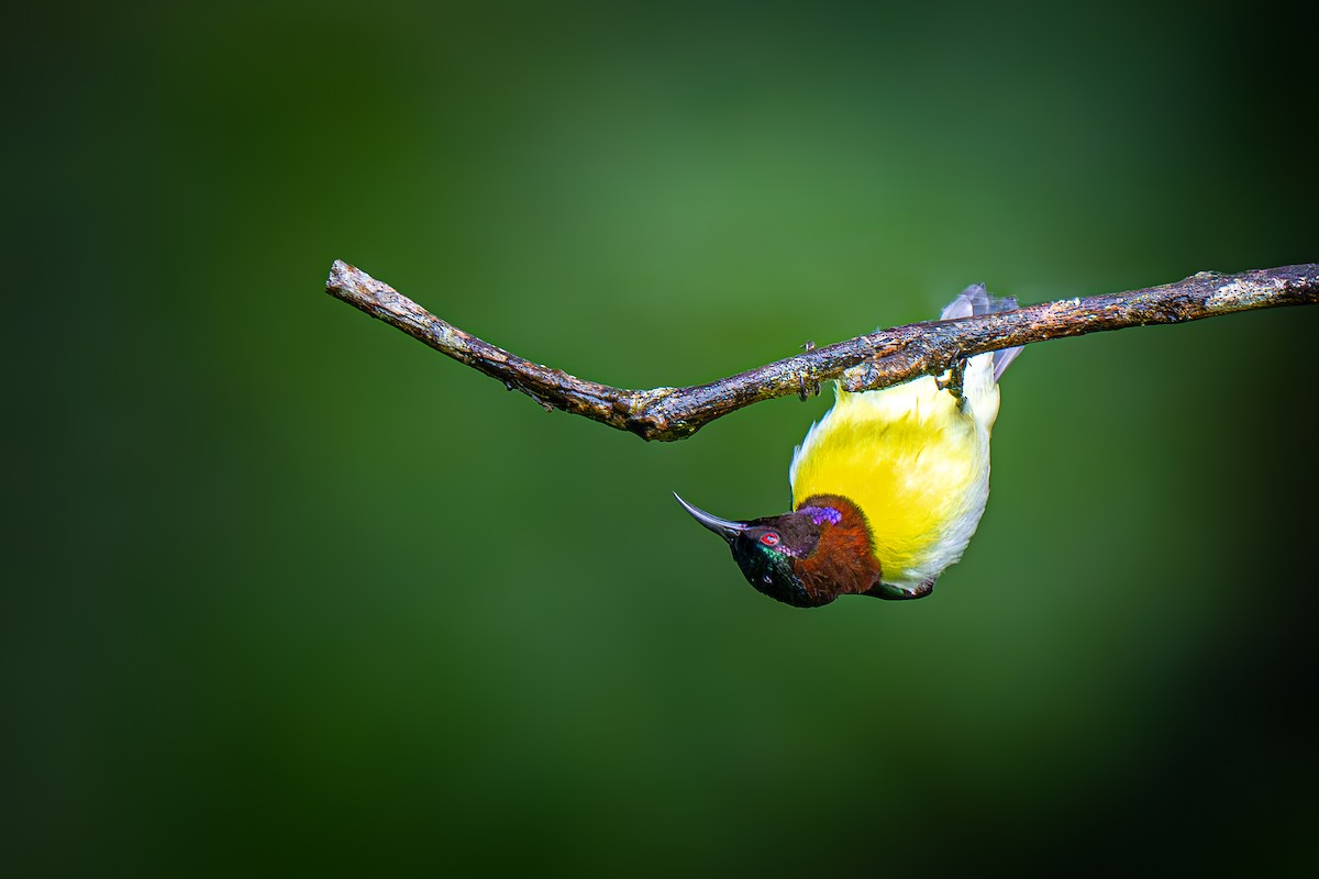 Purple-rumped Sunbird - ML642373943