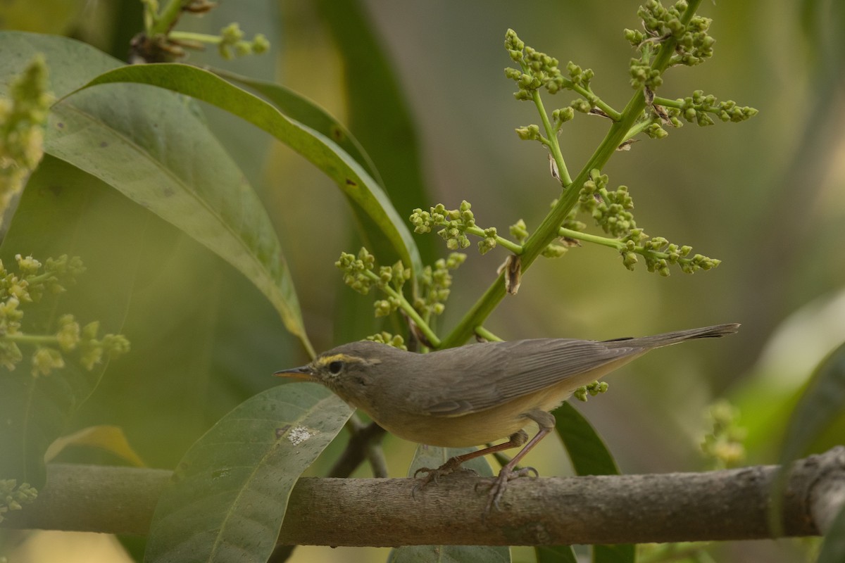 Sulphur-bellied Warbler - ML642373952