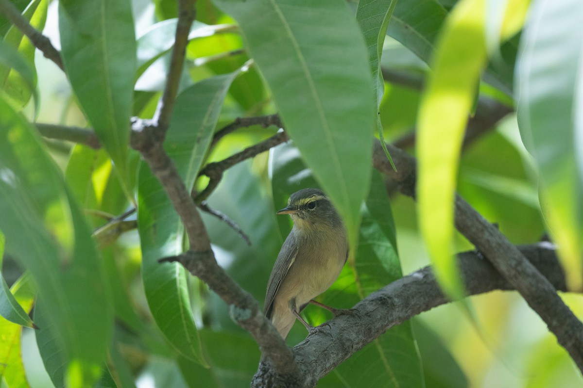 Sulphur-bellied Warbler - ML642373953