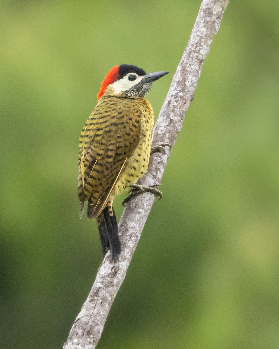 Spot-breasted Woodpecker - ML642373956
