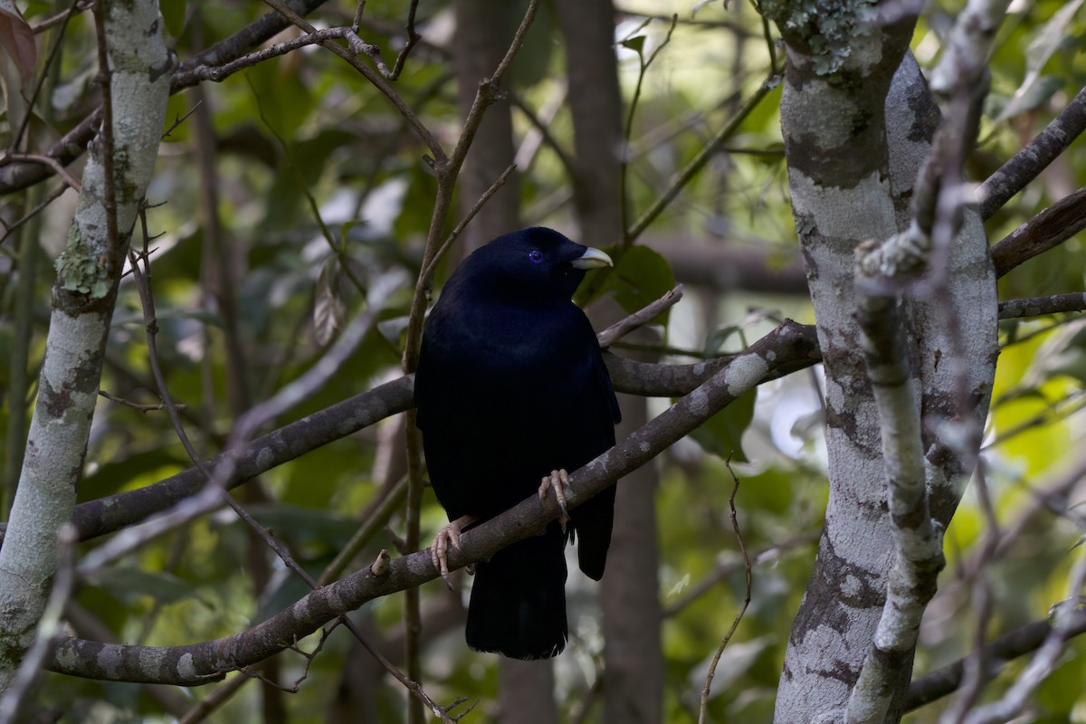 Satin Bowerbird - ML642373959