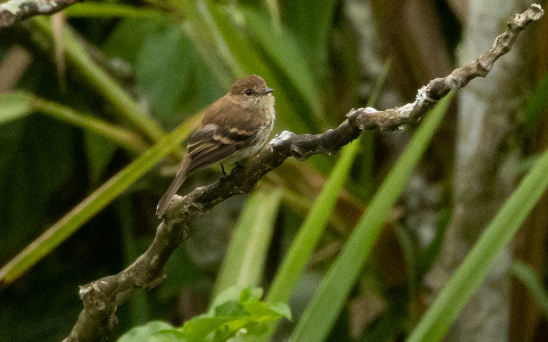 Bran-colored Flycatcher - ML642373961