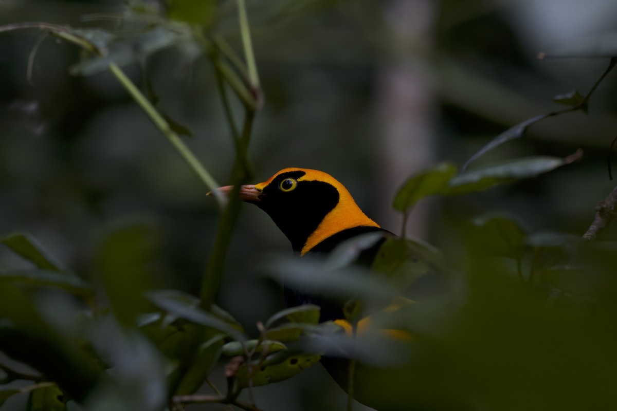 Regent Bowerbird - ML642373962