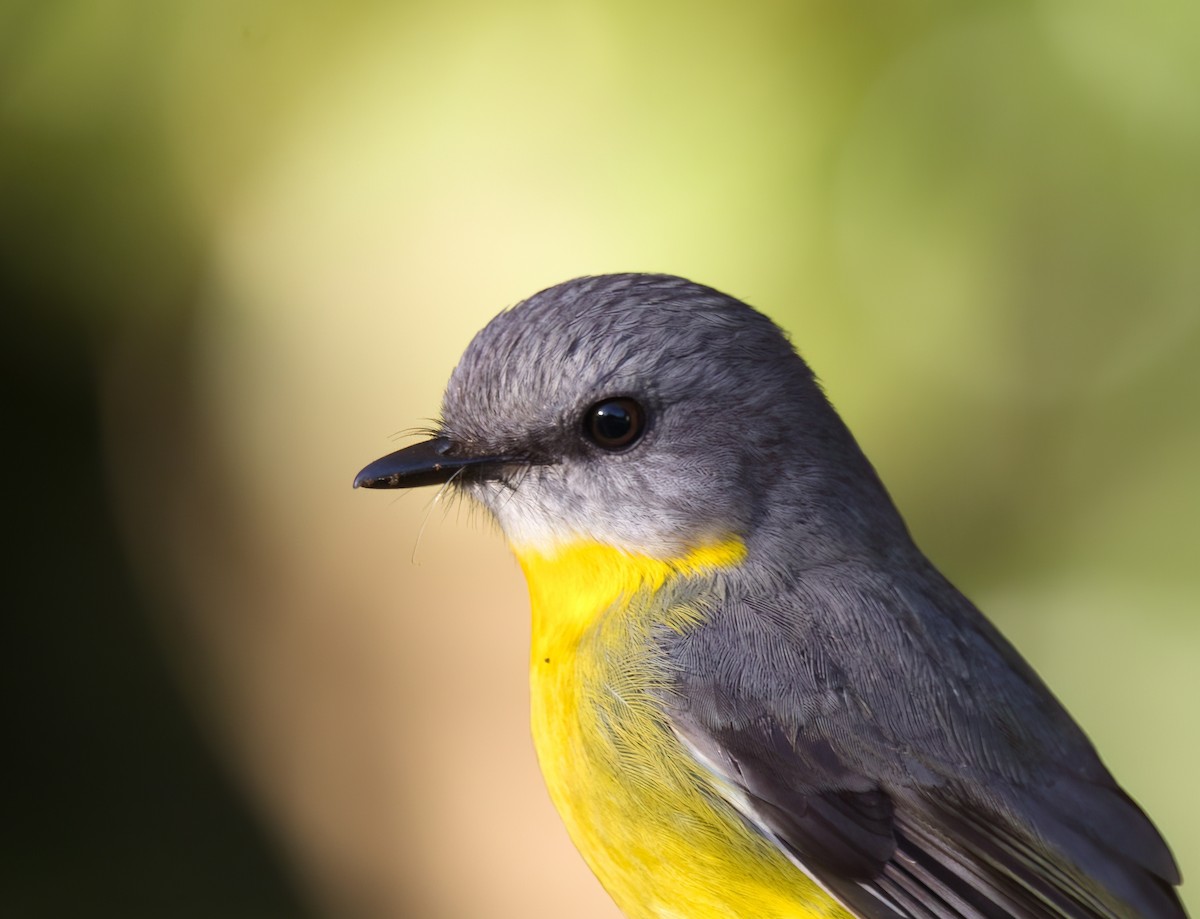 Eastern Yellow Robin - ML642373968