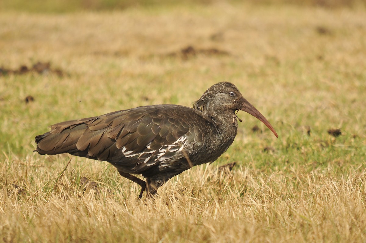 Wattled Ibis - ML642373975