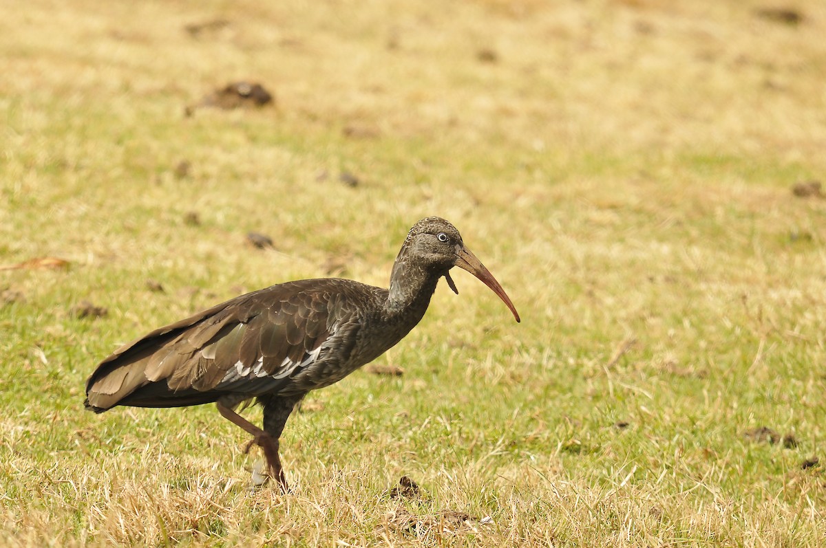 Wattled Ibis - ML642373976