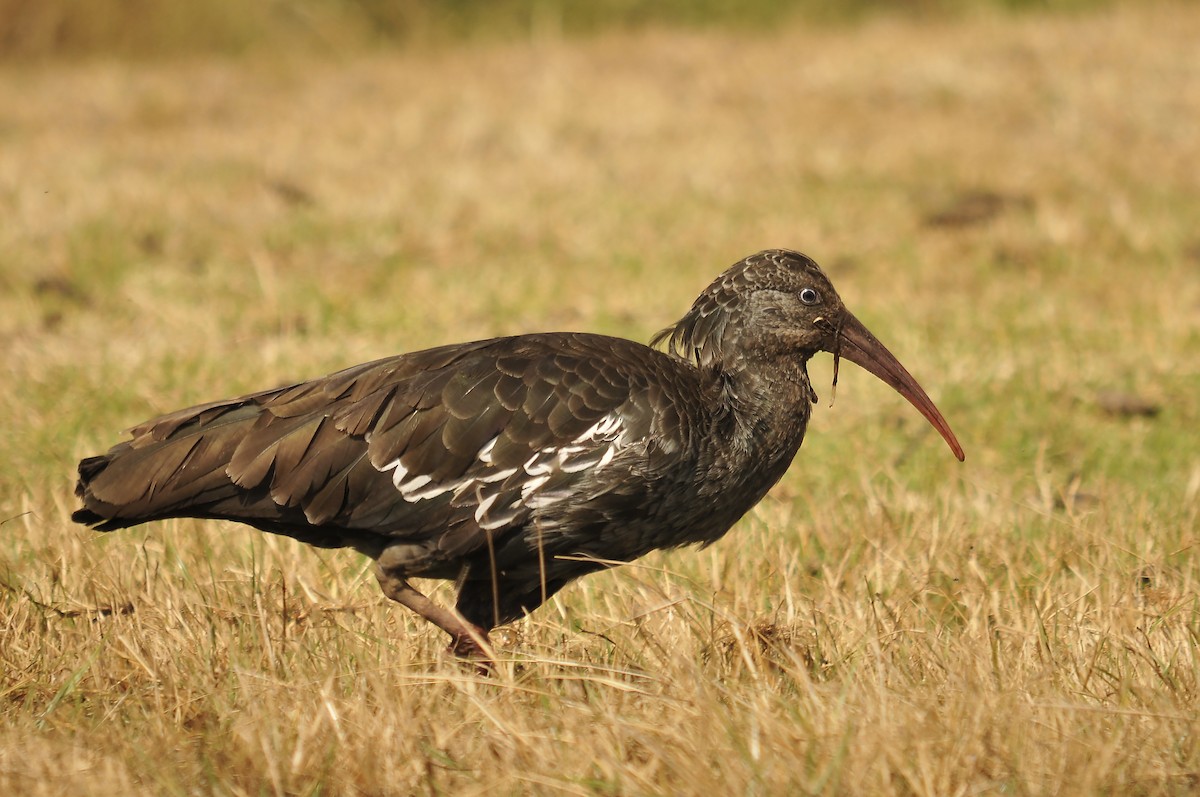 Wattled Ibis - ML642373977