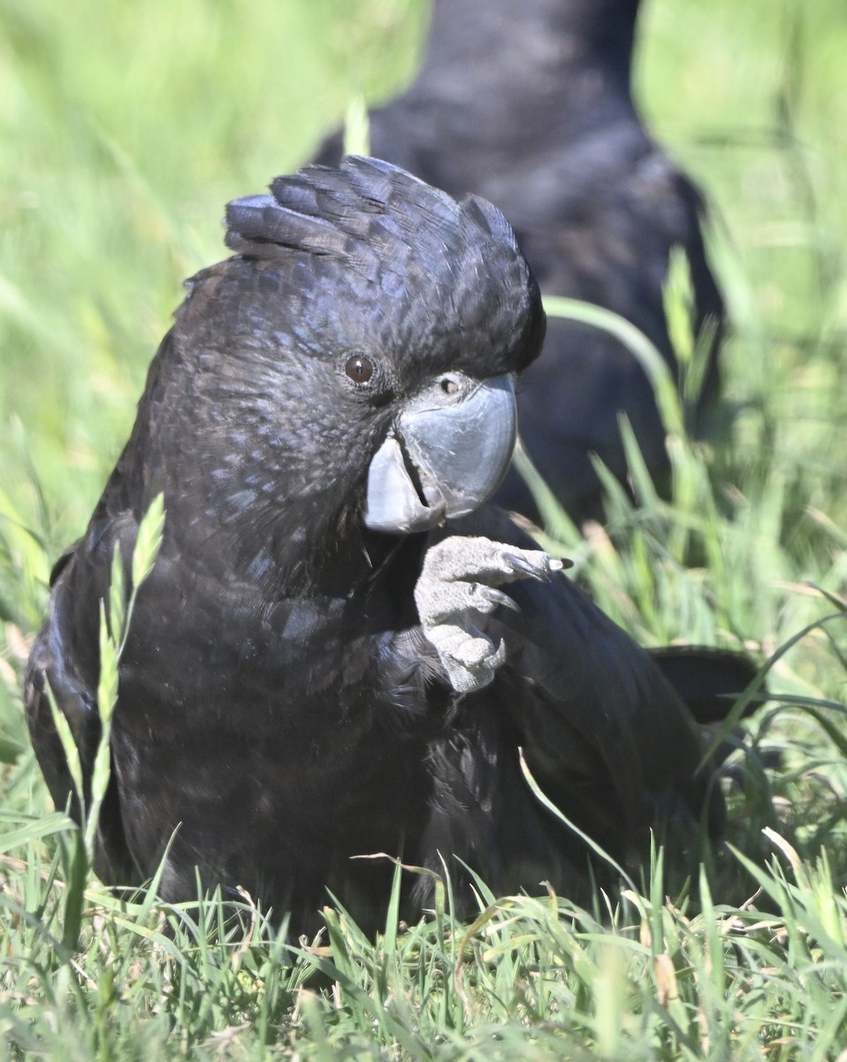 Red-tailed Black-Cockatoo - ML642373978
