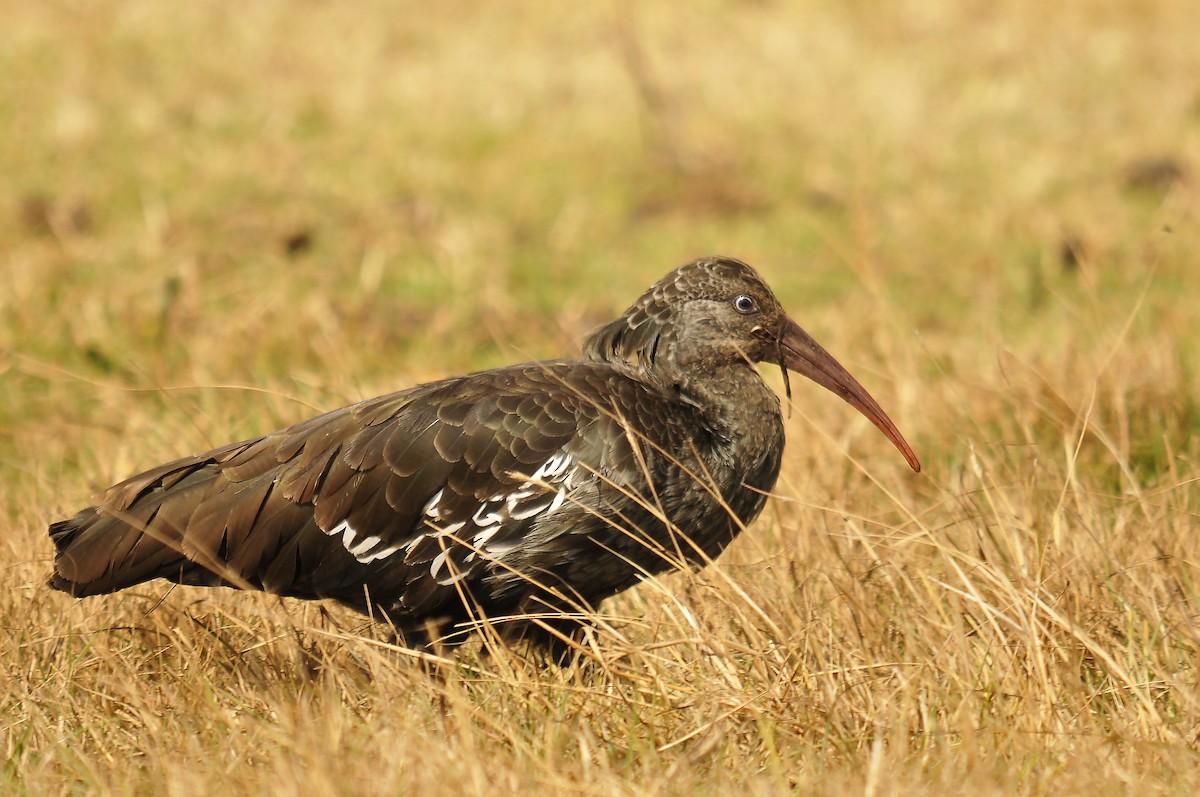 Wattled Ibis - ML642373979