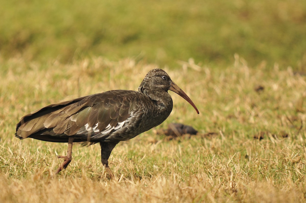 Wattled Ibis - ML642373981
