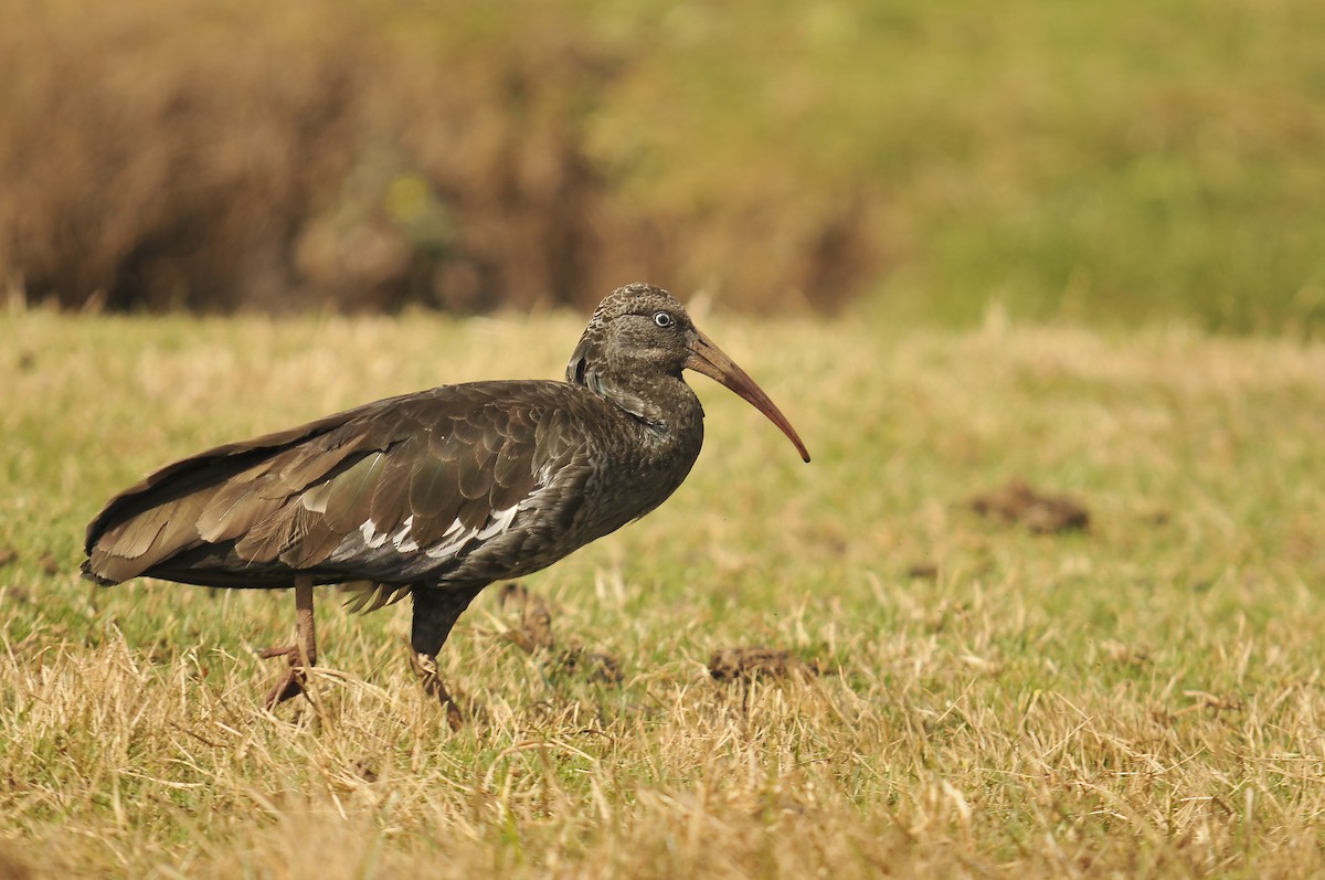 Wattled Ibis - ML642373982