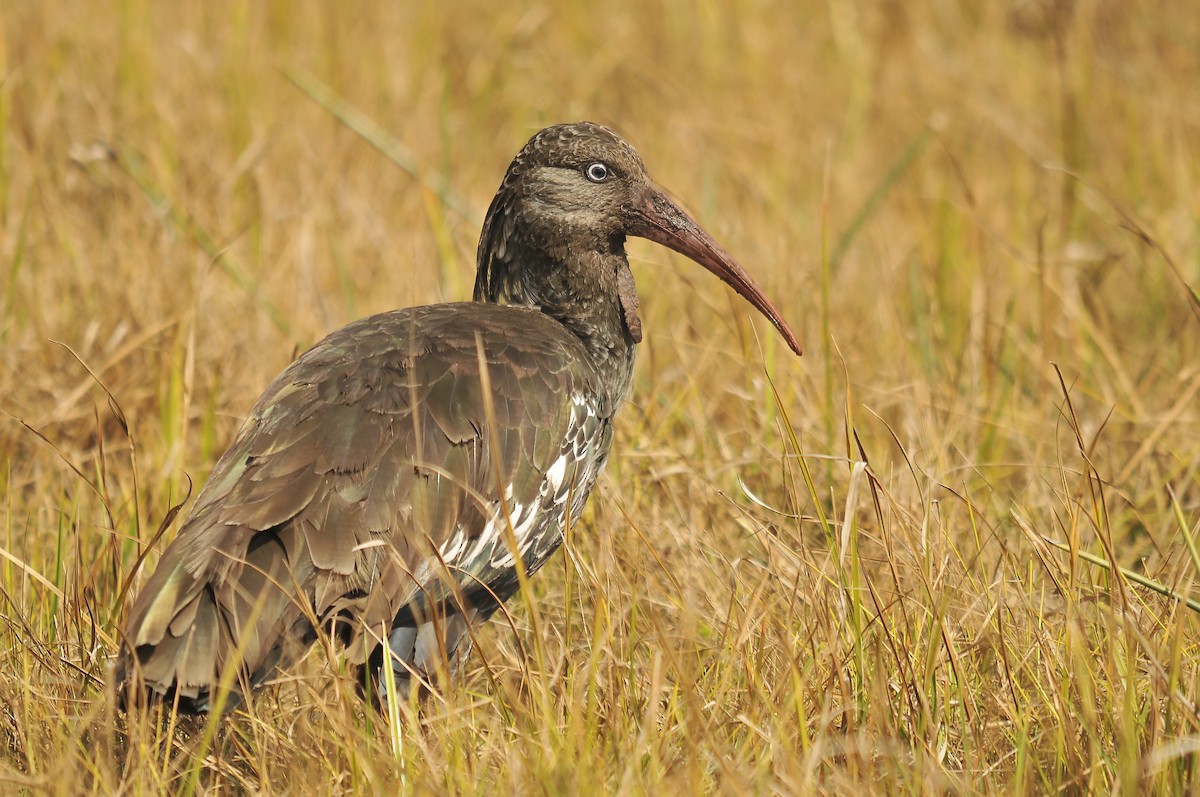 Wattled Ibis - ML642373983