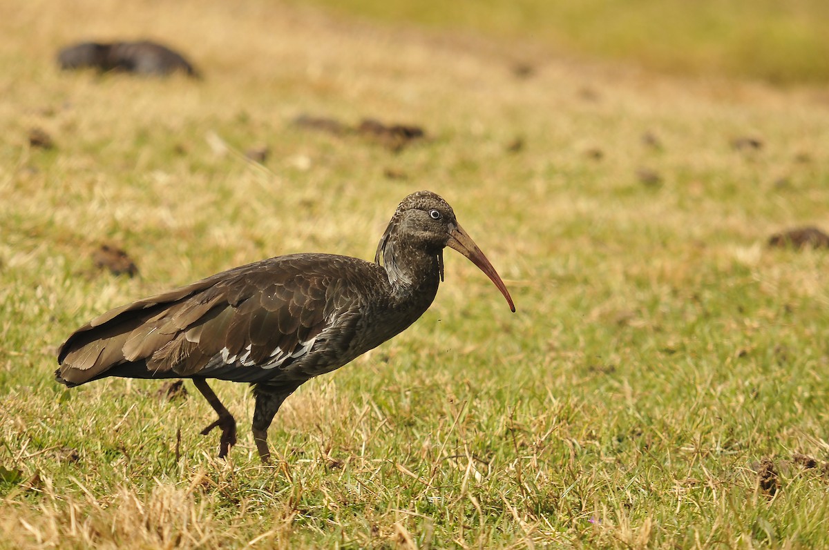 Wattled Ibis - ML642373984