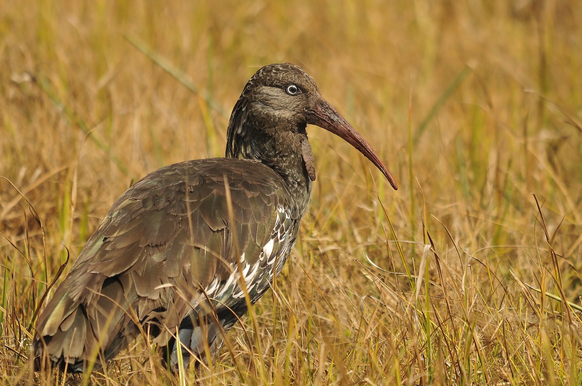 Wattled Ibis - ML642373985