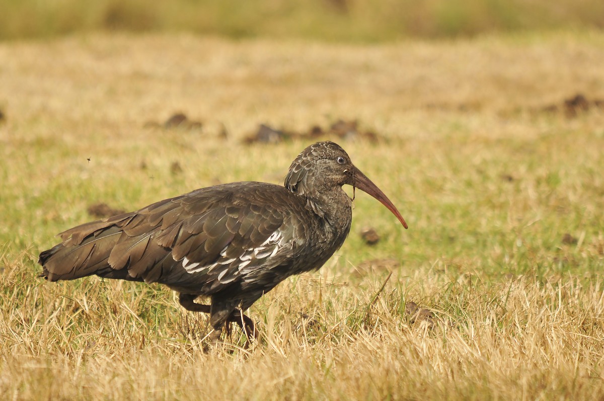 Wattled Ibis - ML642373986