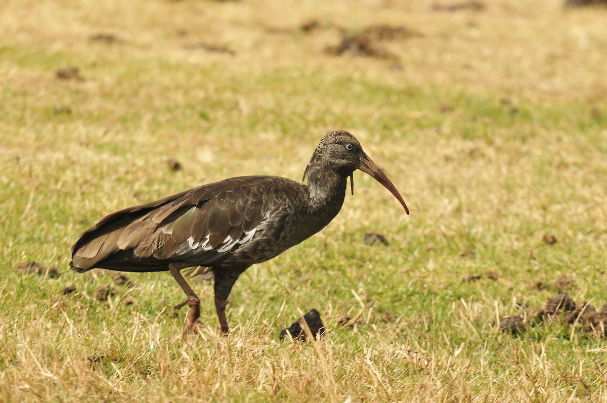 Wattled Ibis - ML642373987