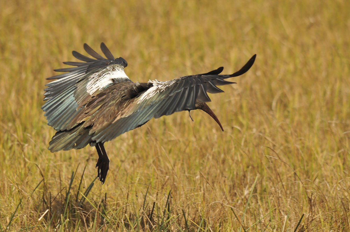 Wattled Ibis - ML642373988