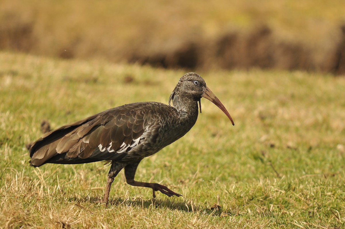 Wattled Ibis - ML642373989